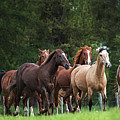 The Herd