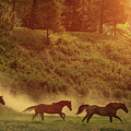 Running Free